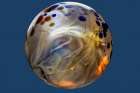 USA-Colorado-Fort Collins. Borosilicate marble close-up. Art Print